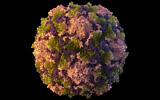 This 2014 illustration made available by the US Centers for Disease Control and Prevention depicts a polio virus particle.(Sarah Poser, Meredith Boyter Newlove/CDC via AP, File)