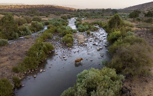 A cow crosses the Jordan River near Kibbutz Karkom in northern Israel on July 30, 2022. (Oded Balilty/AP)