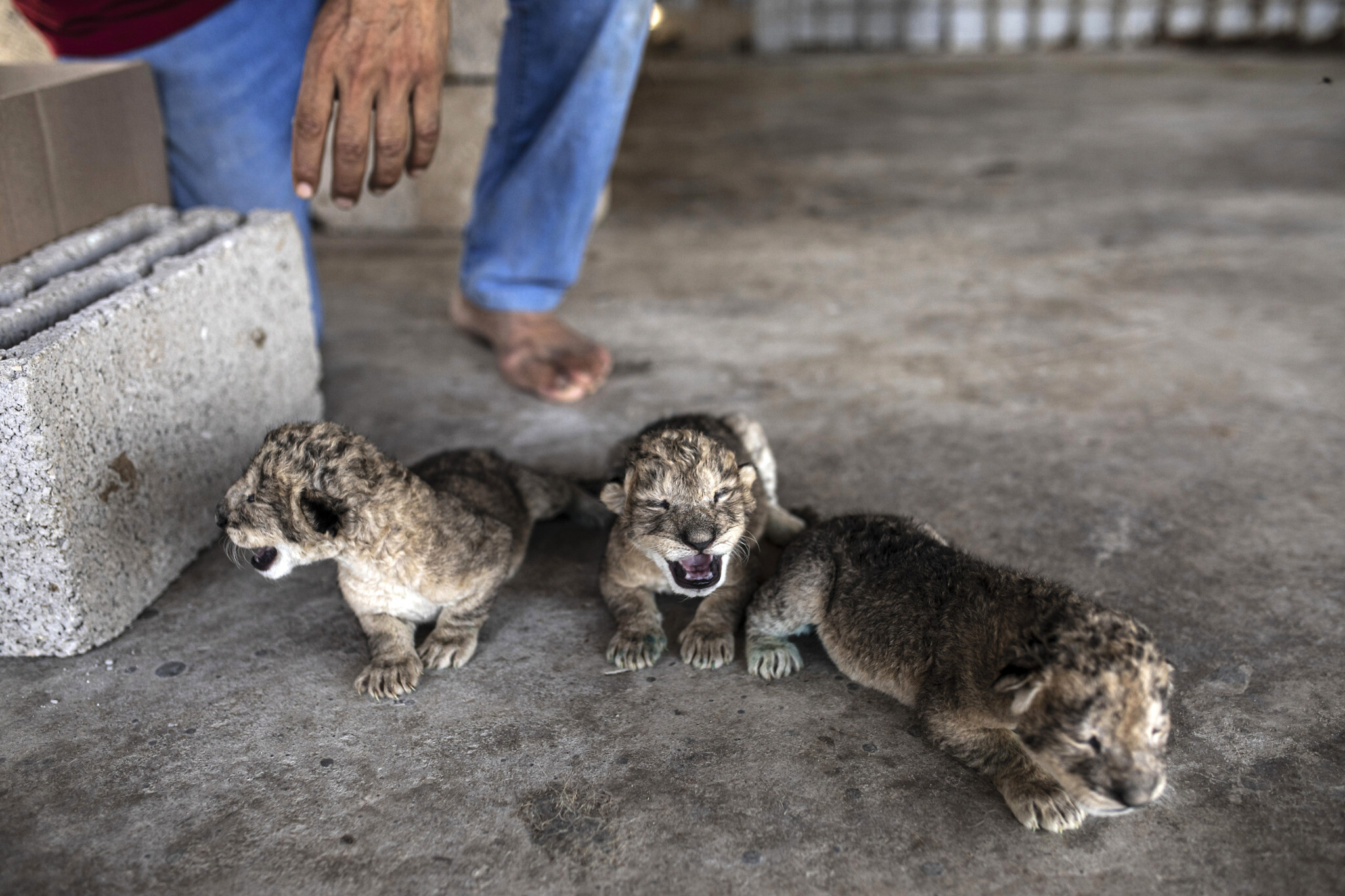 Days after airstrikes and rocket fire, 3 newborn lion cubs go on display in  Gaza | The Times of Israel