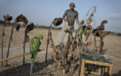 A parakeet is tied to a stick by a Palestinian youth, as a trap to attract birds of its kind in Khan Younis, Gaza Strip, August 22, 2022. (AP/Fatima Shbair)