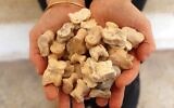 A rare collection of astragali dating from the Hellenistic period. (Yoli Schwartz/ Israel Antiquities Authority)