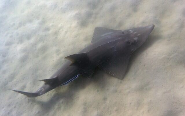 A guitarfish spotted off the cost of Eilat, August 2022. (Ofer Bar Yanai via Israel Nature and Parks Authority)