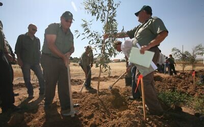KKL workers plant trees in the sandy soil of Kibbutz Mefalsim, located in the north-west Negev desert near to the Gaza border, in August, 2022. The trees are planted to hide the kibbutz from the view of rocket launchers in the Gaza Strip close by. (KKL)