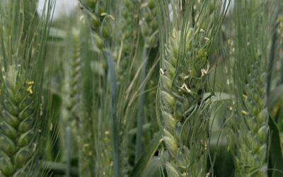 Bread wheat. (Courtesy, Prof. Vered Zin, Ben-Gurion University of the Negev).