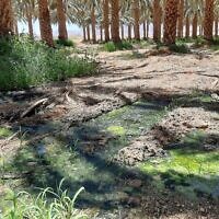 Illustrative: An area at a date field in Eilat were West Nile virus-infected mosquitoes were found in 2020. (Gal Zagron/Environment Ministry)