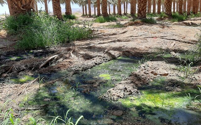 Illustrative: An area at a date field in Eilat were West Nile virus-infected mosquitoes were found in 2020. (Gal Zagron/Environment Ministry)
