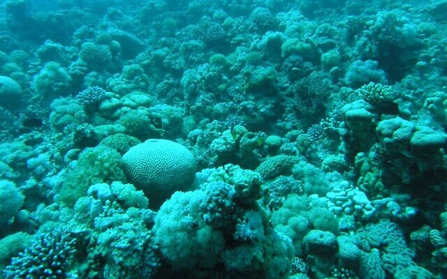 An image of the coral reef in the Gulf of Eilat. (Dror Tzural/Environmental Protection Ministry)