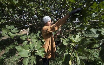 A Tunisian student participates in fig picking in the Tunisian town of Djebba, southwest of the capital Tunis, on August 19, 2022. (FETHI BELAID / AFP)
