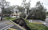 An uprooted tree, toppled by strong winds from the outer bands of Hurricane Ian, rests in a parking lot of a shopping center, in Cooper City, Fla., Sept. 28, 2022. (Wilfredo Lee/AP)