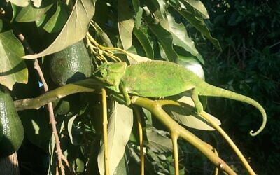 A chameleon on an avocado tree. (Courtesy, Milopri farmers)