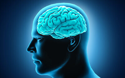 Illustrative image: a human brain (onimate via iStock by Getty Images)