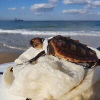A sea turtle entangled in a polypropylene sack. (Shai Feldman)