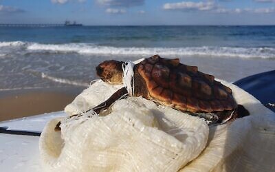 A sea turtle entangled in a polypropylene sack. (Shai Feldman)