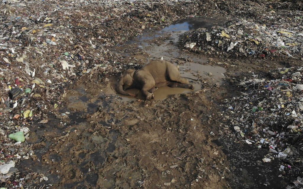 Wildlife populations obliterated by nearly 70% since 1970, landmark study finds - Vimarsana News