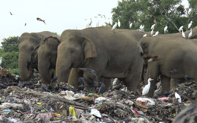Wild elephants scavenge for food at an open landfill in Pallakkadu village in Ampara district, about 210 kilometers east of the capital Colombo, Sri Lanka, Thursday, Jan. 6, 2022. (AP/Achala Pussalla)