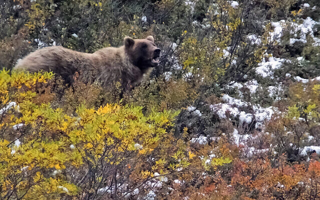 In this Monday, Aug. 31, 2015, file photo, a grizzly bear looks up from foraging, in Denali National Park and Preserve, Alaska. (AP/Becky Bohrer)
