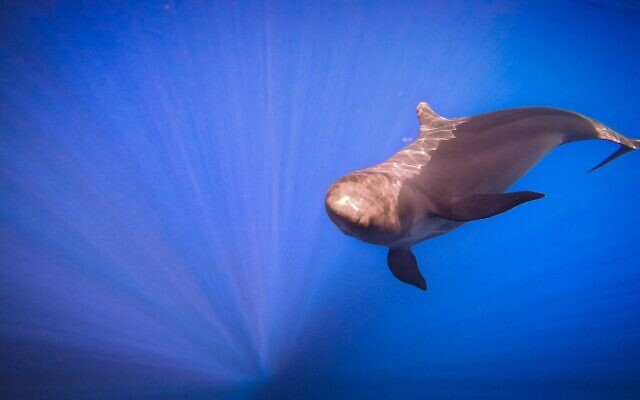 A false killer whale swimming off the coast of Eilat in southern Israel on October 4, 2022. (Omri Omessi, INPA)