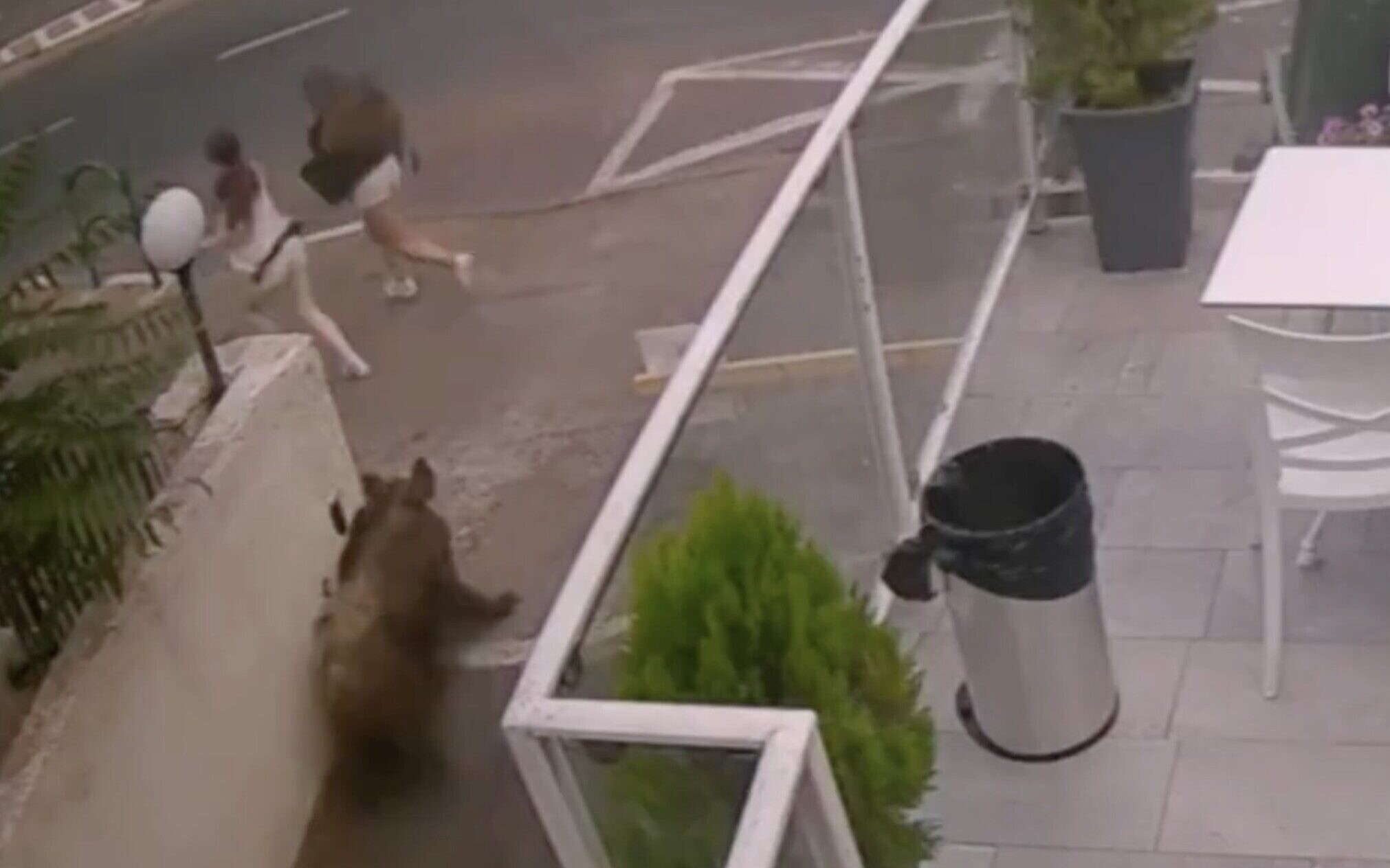 Video shows wild boar attacking teenage girl in Haifa, wounding her | The  Times of Israel