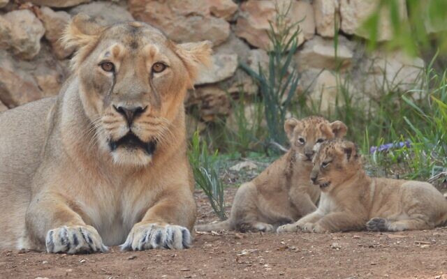 Two newborn lion cubs (right) next to their mother, at the Jerusalem Biblical Zoo, November 3, 2022. (Guy Kashi/ Jerusalem Biblical Zoo)