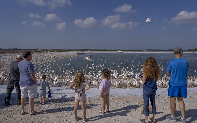 People are looking at great white pelicans at the water reservoir at Mishmar HaSharon in Hefer Valley, Israel, November 4, 2022. (Oded Balilty/AP)