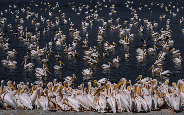 Great white pelicans swim at a water reservoir at Mishmar HaSharon in Hefer Valley, Israel, November 4, 2022. (Oded Balilty/AP)