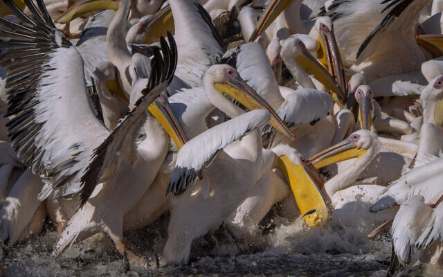 Great white pelicans feed on fish provided by the Israeli Nature and Parks Authority at a water reservoir at Mishmar HaSharon in Hefer Valley, Israel, November 4, 2022. (Oded Balilty/AP)