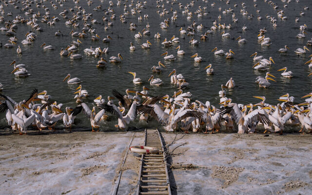 Great white pelicans swim at a water reservoir at Mishmar HaSharon in Hefer Valley, November 4, 2022. (Oded Balilty/AP)