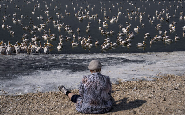 A woman looks on as great white pelicans swim at the water reservoir at Mishmar HaSharon in Hefer Valley, Novbember 4, 2022. (Oded Balilty/AP)