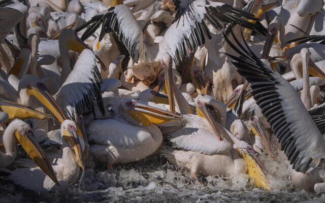 Great white pelicans feed on fish provided by the Israeli Nature and Parks Authority at a water reservoir at Mishmar HaSharon in Hefer Valley, Israel, November 4, 2022. (Oded Balilty/AP)