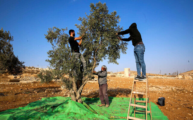 Palestinian farmers picking olives after clashes between farmers, activists and Israeli settlers in the West Bank village of Tawanah, near the west bank city of Hebron, October 22, 2022.  (Wisam Hashlamoun/Flash90)