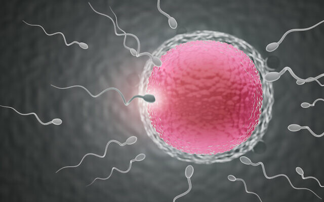 Illustrative image: sperm moving towards an egg (iStock via Getty Images)