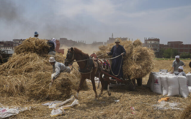 A horse cart driver transports wheat to a mill on a farm in the Nile Delta province of al-Sharqia, Egypt, on May 11, 2022 (AP Photo/Amr Nabil, File)