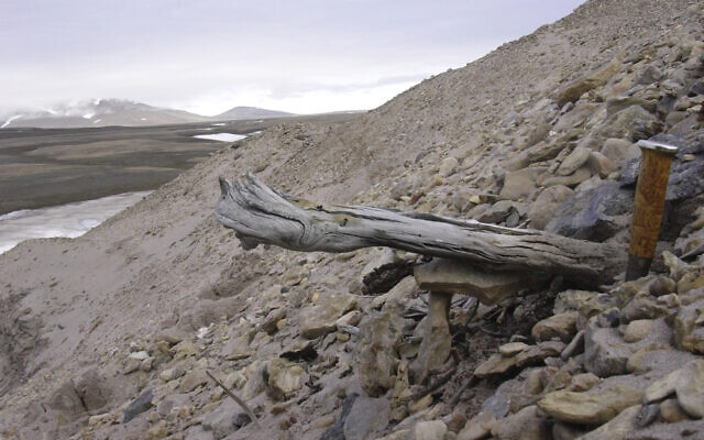 A two million-year-old trunk from a larch tree is stuck in the permafrost within the coastal deposits at Kap Kobenhavn, Greenland. The tree was carried to the sea by the rivers that eroded the former forested landscape. Scientists have analyzed 2-million-year-old DNA extracted from dirt samples in the area, revealing an ancient ecosystem unlike anything seen on Earth today, including traces of mastodons and horseshoe crabs roaming the Arctic. (Svend Funder via AP)
