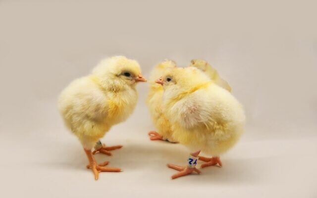 The Golda hens when they were chicks. (Ori Peretz)