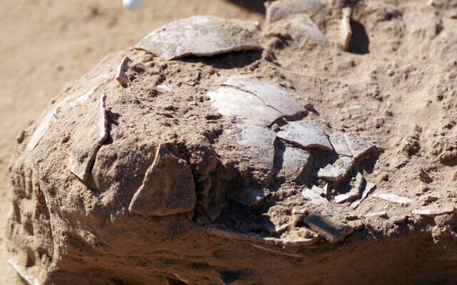 Ostrich eggs found in the Nitzana dunes excavations, southern Israel (Emil Aladjem/Israel Antiquities Authority)