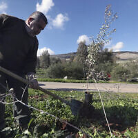 A member of Green Without Borders a non-governmental organization plants a tree in a nature reserve in the outskirts of the southern town of Nabatiyeh, Lebanon, January 18, 2023. (Mohammed Zaatari/AP)