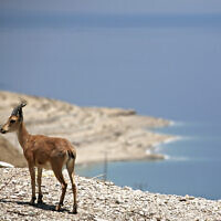 Nubian ibex on a mountain above the Dead Sea, 2009 (Courtesy Matanya Tausig/Flash90)