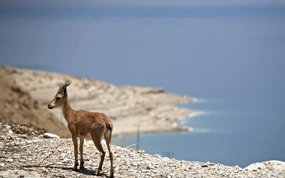 Nubian ibex on a mountain above the Dead Sea, 2009 (Courtesy Matanya Tausig/Flash90)