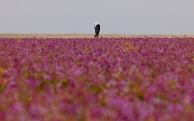A man walks in a field covered with lavender-colored blooms in the town of Rafha, near Saudi Arabia's border with Iraq, on February 13, 2023. (Fayez Nureldine/AFP)