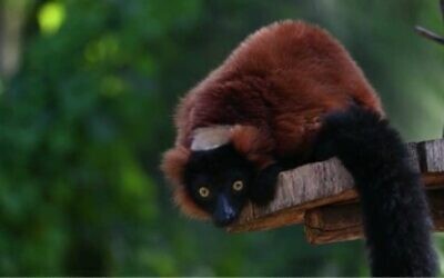 Sai, a 5-year-old red-collared lemur, that escaped from his enclosure at the Ramat Gan Safari in central Israel on February 14, 2023. (Ramat Gan Safari spokesperson)