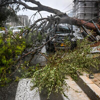 A tree downed in Haifa by a winter storm, February 6, 2023 (Roni Ofer/Flash90)