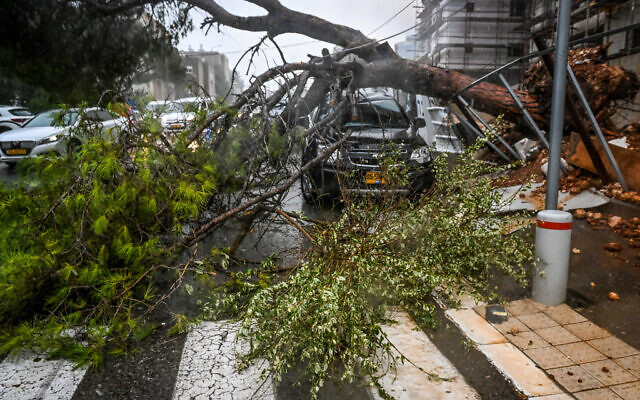 A tree downed in Haifa by a winter storm, February 6, 2023 (Roni Ofer/Flash90)