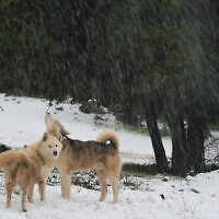 The village of Buq'ata during snowfall, February 7, 2023 (Michael Giladi/Flash90)
