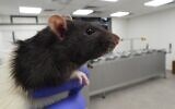 A rat at the lab of Early, where the rodents detect lung cancer (courtesy of Early)