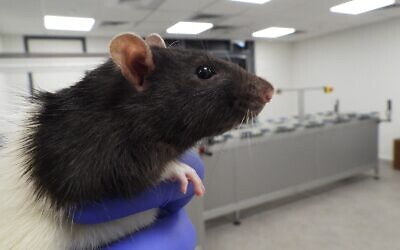 A rat at the lab of Early, where the rodents detect lung cancer (courtesy of Early)