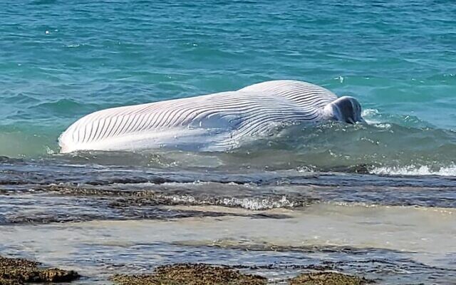 This handout photo from February 20, 2023, shows a dead fin whale that washed up on a closed military zone near Zikim Beach on Israel's southern Mediterranean coast. (Kobi Sofer/Israel Nature and Parks Authority)