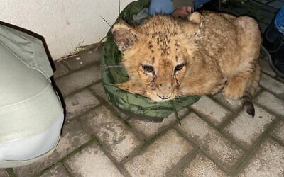 A lion cub dubbed 'Abu Malek' was rescued by Border Police officers and Nature and Parks Authority inspectors from a central Israel apartment where the animal was being kept illegally, on February 15, 2023. (Israel Police)