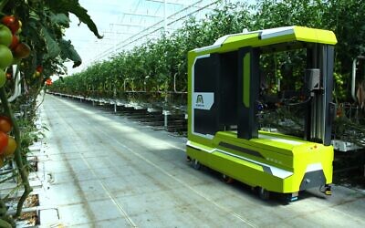 Israeli startup MetoMotion's greenhouse robotic worker  picks and packs tomatoes. (Courtesy)