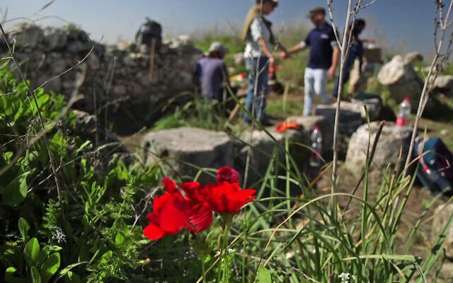 Red kalaniyot flowers next to the mosaic at Horvat El-Bira in central Israel on March 14, 2023 may have inspired the mosiac's flower pattern. (Emil Algam/IAA)