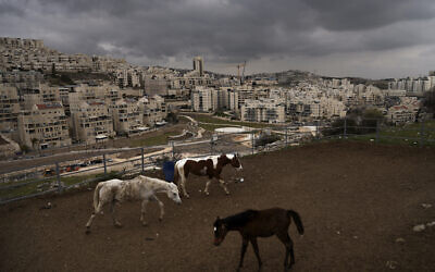 Horses walk in a farm belonging to a Palestinian family in Umm Tuba, with the Jewish neighborhood of Har Homa visible in the background, Thursday, February 23, 2023. (AP/Mahmoud Illean)